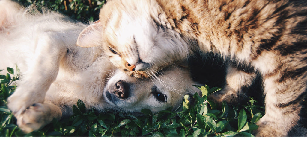 photo chien et chat dans l'herbe